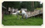 Катание на лошадях