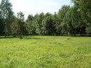 Березовая роща