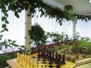 Шахматы
