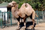 Зоопарк в санатории Октябрьский